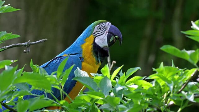 The Blue-and-yellow Macaw, Ara ararauna also known as the blue-and-gold macaw, is a large South American parrot with mostly blue top parts and light orange underparts