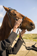 A close-up portrait of a brown horse with a bridle, the hands of a trainer and rider. Horseback riding
