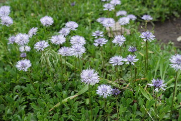 Close shot of light violet Globularia vulgaris  in May