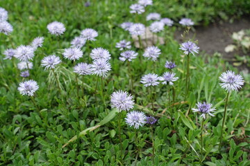 Close up of light violet flowers of Globularia vulgaris in May © Anna