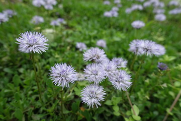 Closeup of light violet flowers of Globularia vulgaris in May © Anna
