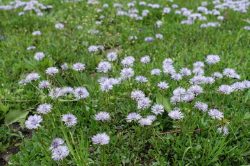 Pastel violet flowers of Globularia vulgaris in May © Anna
