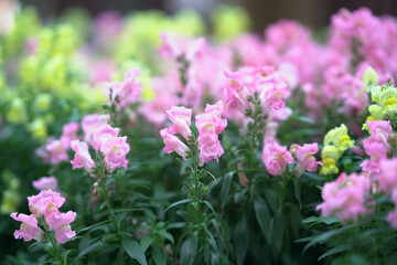 Fototapeta premium Soft Pink Blossoms Bloom Gently In Hong Kong Spring Garden