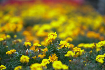 Obraz premium Vibrant Yellow Spring Flowers Bloom Brightly Across Hong Kong Garden