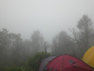tent in the forest during fog