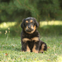 Fototapeta premium Amazing hovawart puppy in the garden alone, ni