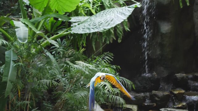 The blue-and-yellow macaw (Ara ararauna), also known as the blue-and-gold macaw, shot in slow motion