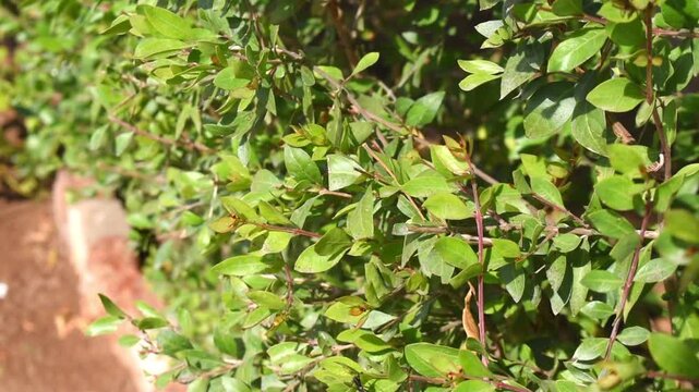 Henna or Mehndi plant growing naturally with fresh green leaves. organic growth, medicinal value, and the cultural importance of the henna plant in everyday life.