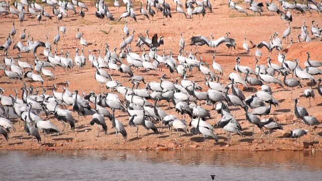 Demoiselle Cranes locally call as Kurjan gathered near water body at Khichan village in Rajasthan