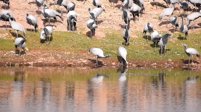 winter migration Demoiselle Cranes near the lake of Khichan village Rajasthan, India.
