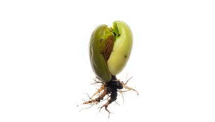Macro shot of a sprouting seed with developing roots, emerging from dark background