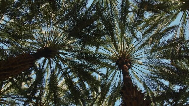 AlUla, Saudi Arabia &ndash; Peaceful Desert Oasis With Palm Groves, Green Gardens, Scenic Nature Landscapes