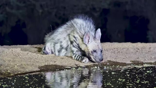 A rare, striped Aardwolf cautiously drinks from a watering hole in the darkness of night.