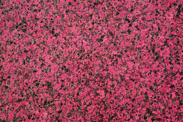 Fototapeta premium Red granite with black spots