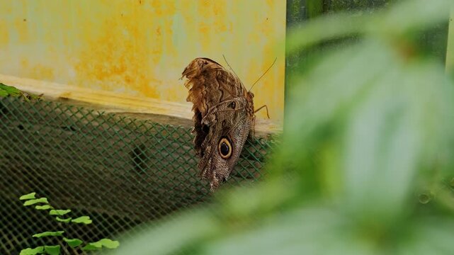 Close up of owl butterfly Caligo resting quietly in warm tropical greenhouse