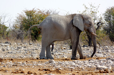 &Eacute;l&eacute;phant dans le parc national d'Etosha en Namibie
