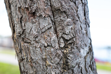 Fototapeta premium Focus on the rough texture of tree bark near a walking path by water