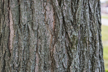 Obraz premium Close view of a tree trunk showing bark texture in a park setting