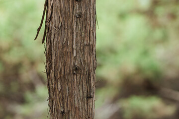 Fototapeta premium Wooden post shows texture in the forest during daytime