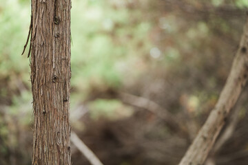 Tree trunk stands in a natural setting with blurred background of foliage