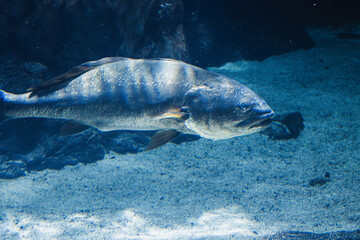 Fish swimming in clear water in a large aquarium setting