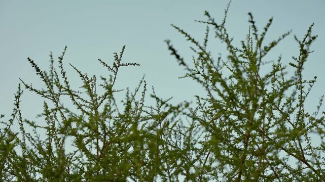 AlUla, Saudi Arabia &ndash; Peaceful Desert Oasis With Palm Groves, Green Gardens, Scenic Nature Landscapes
