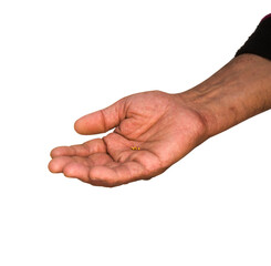 Small mustard seeds in the hand