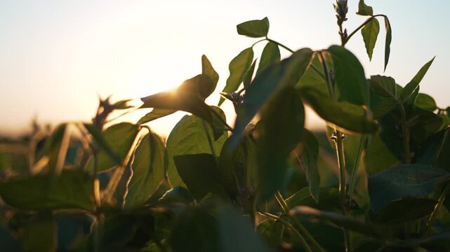 Green soy bean field at sunset. Lush green soy plants thriving in expansive nature. Close up of vibrant, healthy soy bean crops growing in green fields. Serene view of soy beans in green fields.