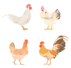 Fototapeta premium Cute cartoon farm Birds collection. Vector hand drawn illustrations of chicken, hen and rooster isolated on white background. Set of poultry clip.