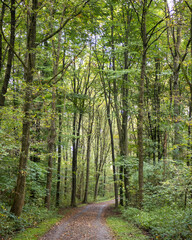 Fototapeta premium Walk along the winding path in the forest with tall trees and green foliage during a cloudy day in fall season