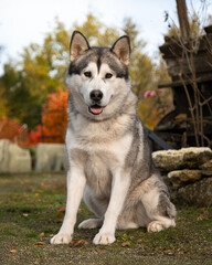 A funny Alaskan Malamute in a beautiful park in summer. A young Malamute in the park in autumn. A funny and sweet Alaskan Malamute poses for the camera. A photo shoot of a gorgeous Alaskan Malamute ag