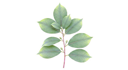 Fototapeta premium Green Plant Branch with Leaves and Buds