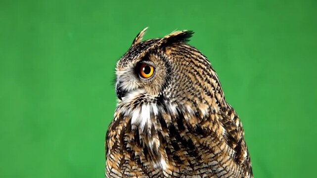 Close-up shot of an owl turning its head, showcasing its sharp eyes and detailed feathers against a green background in studio photography
