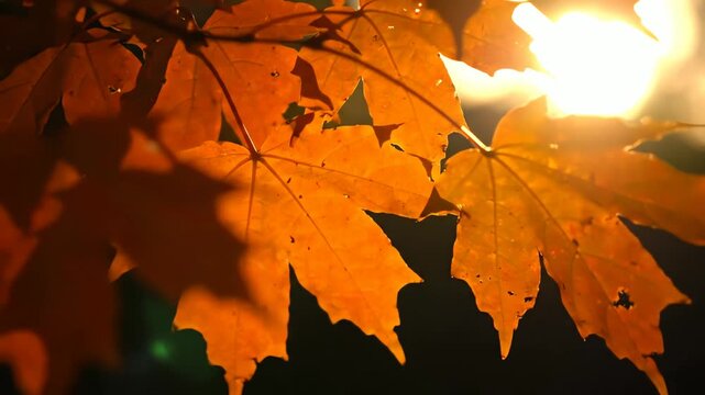 A dramatic close-up captures vibrant golden maple leaves glowing intensely due to strong backlighting, revealing their intricate texture against a dark autumn sky.