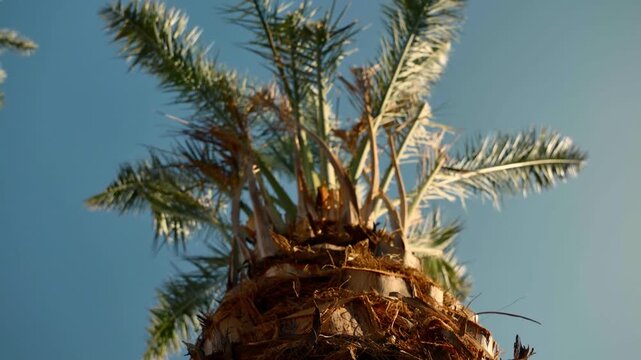 AlUla, Saudi Arabia &ndash; Peaceful Desert Oasis With Palm Groves, Green Gardens, Scenic Nature Landscapes