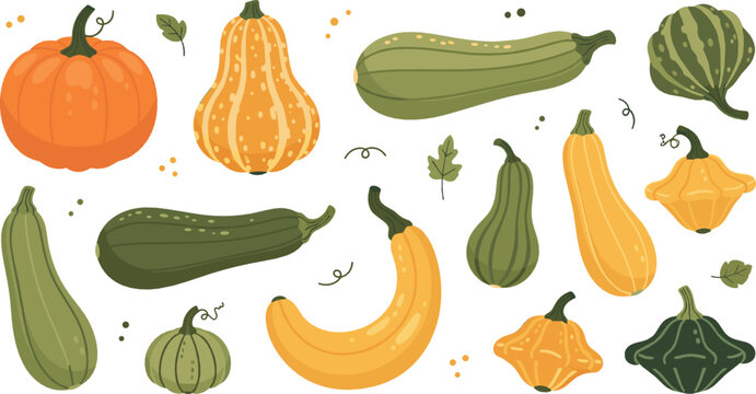 Autumn squash and pumpkin vegetable set with gourds and zucchini varieties, hand drawn botanical flat vector illustration for harvest, food and seasonal design