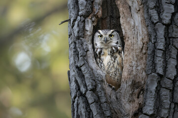 Obraz premium Owl peeking out from a hollow in a tree trunk