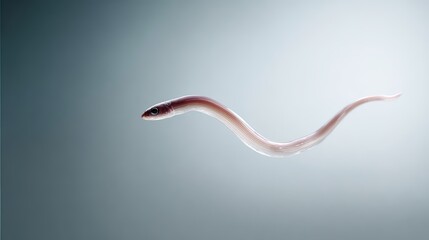 A single translucent pink glass eel swims through soft blue water with its long slender body undulating in a graceful curve