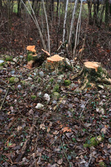 Obraz premium Many chopped tree trunks in the italian countryside on winter season
