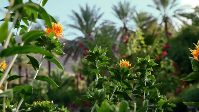 AlUla, Saudi Arabia &ndash; Peaceful Desert Oasis With Palm Groves, Green Gardens, Scenic Nature Landscapes
