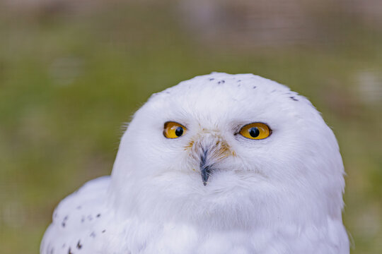Schneeeule