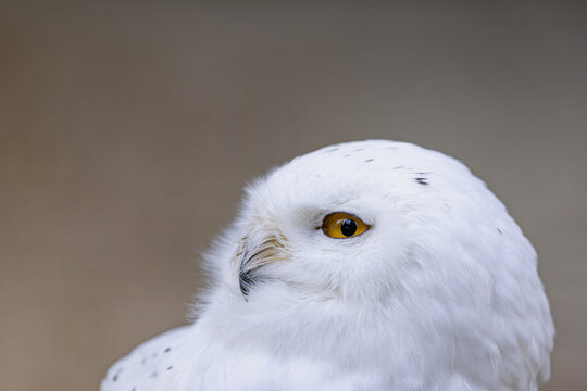 Schneeeule