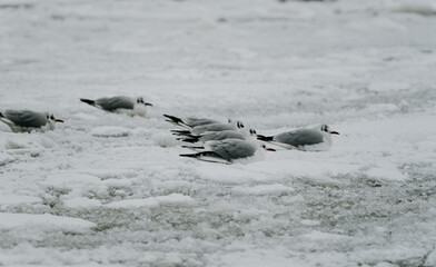 A group of seagulls huddle on a snow-covered, icy surface. Their grey and white plumage blends subtly with the wintry landscape, creating a serene winter scene