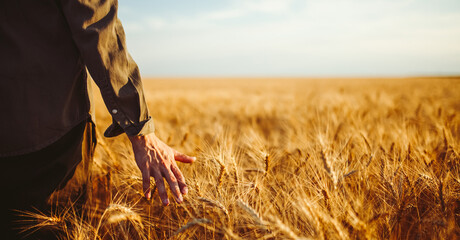 A man stands in a field of ripe wheat. He gently runs his hand along the stalks. The sun is shining, the sky is clear. This captures the essence of harvest season. © maxbelchenko