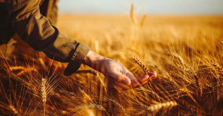 A man stands in a field of ripe wheat. He gently runs his hand along the stalks. The sun is shining, the sky is clear. This captures the essence of harvest season. © maxbelchenko