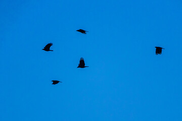 Fototapeta premium Raben im Abendlicht