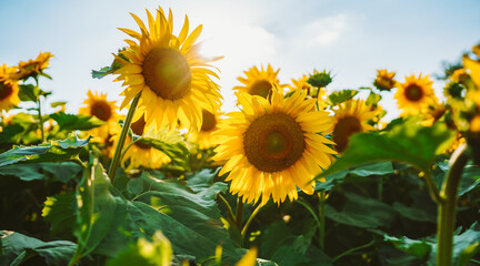 Obraz premium Sunflowers stand in rows in a field, reaching towards the sky. The sun shines brightly as the flowers bloom and stretch their petals, creating a vibrant scene.