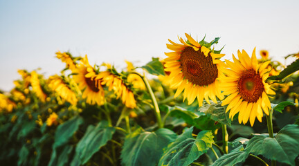 Sunflowers stand in rows in a field, reaching towards the sky. The sun shines brightly as the flowers bloom and stretch their petals, creating a vibrant scene.