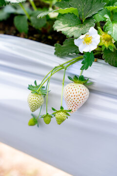  White strawberry cultivati on farm.