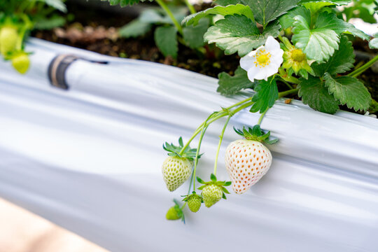  White strawberry cultivati on farm.
